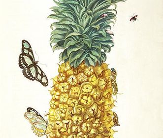 Zeichnung einer reifen Ananas von Maria Sibylla Merian, 1705