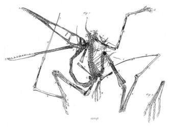 Stich von Egid Verhelst in Collinis Beschreibung 1784, Pterodactylus antiquus