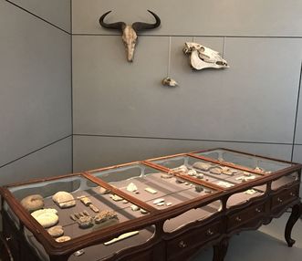 Vitrine de table dans le cabinet d’Histoire naturelle du prince-électeur 